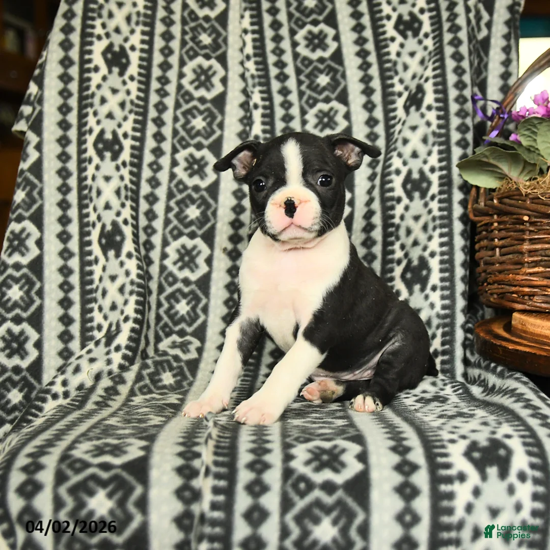 Boston Terrier dogs for sale: Michell - Ad 2