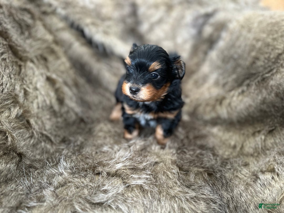 Shorkie dogs for sale: Luke - Ad 15