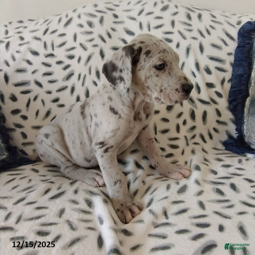 Great Dane dogs for sale: Kody - Ad 3