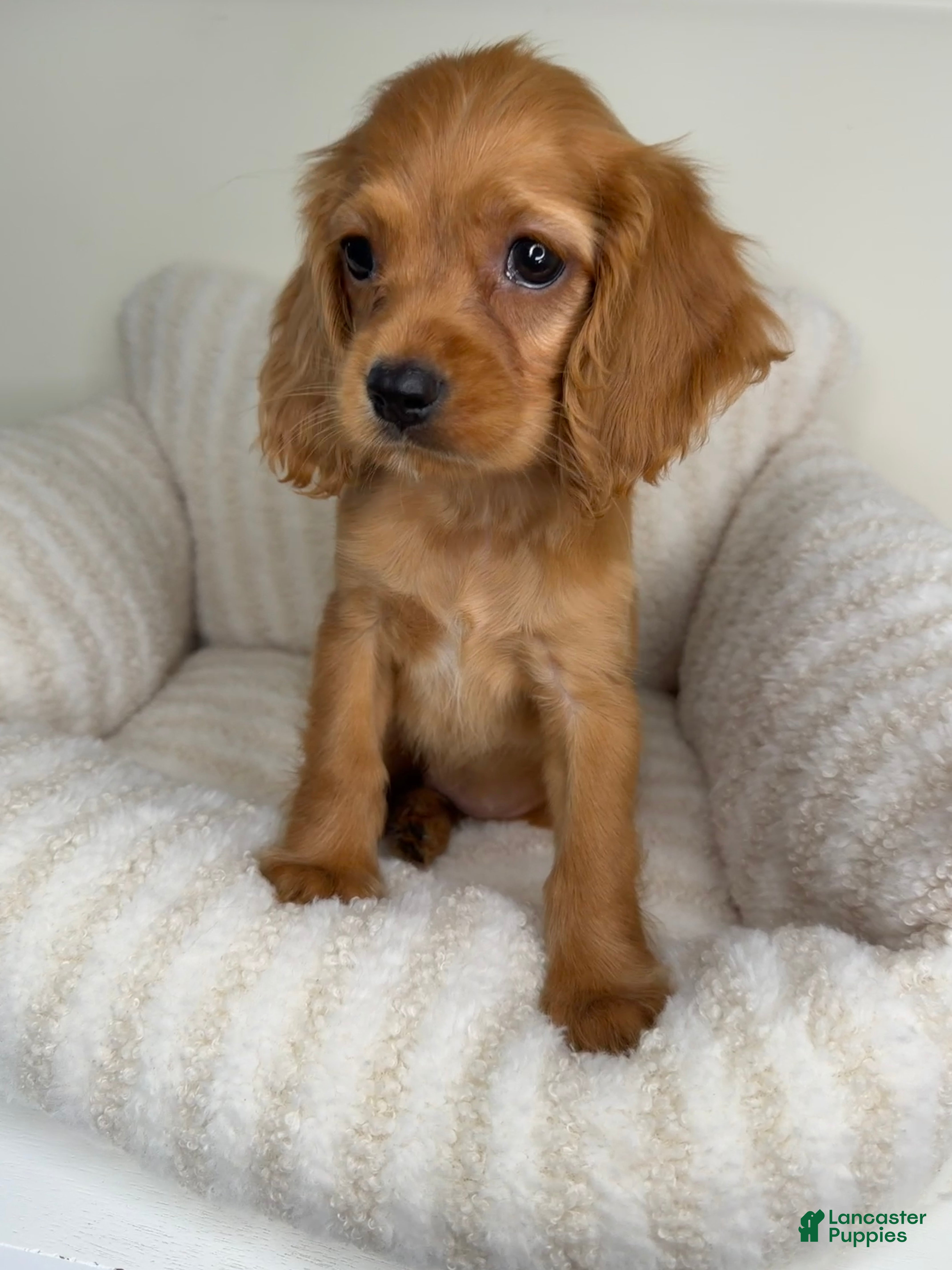 Cocker Spaniel dogs Honey  - Ad 28