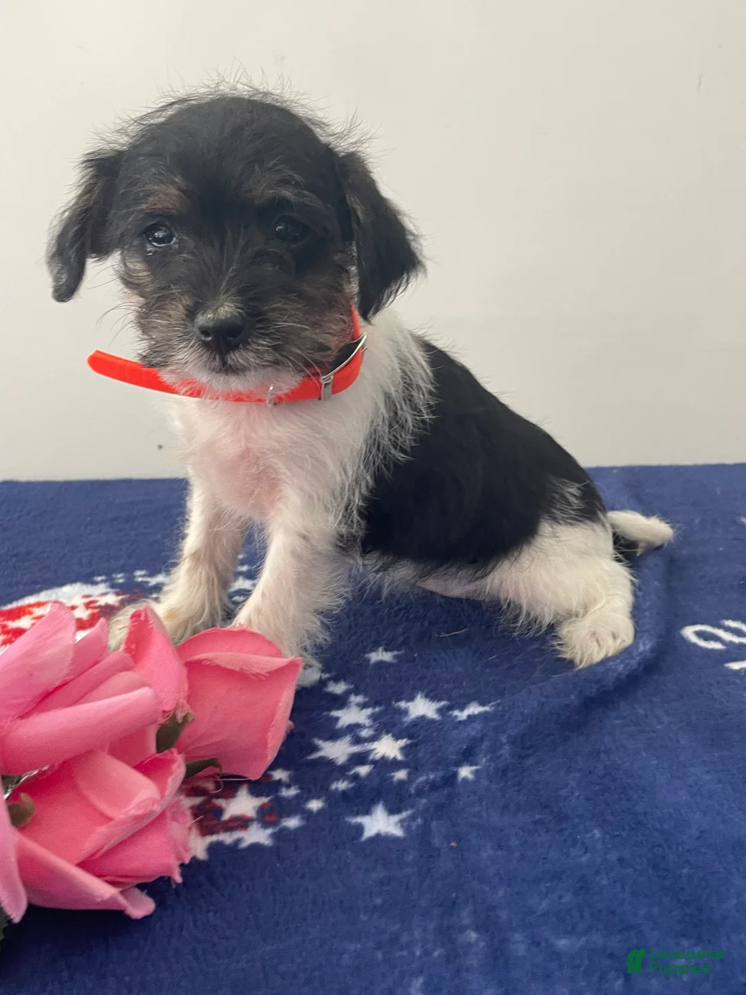 Jackapoo dogs for sale: Jackie - Ad 1