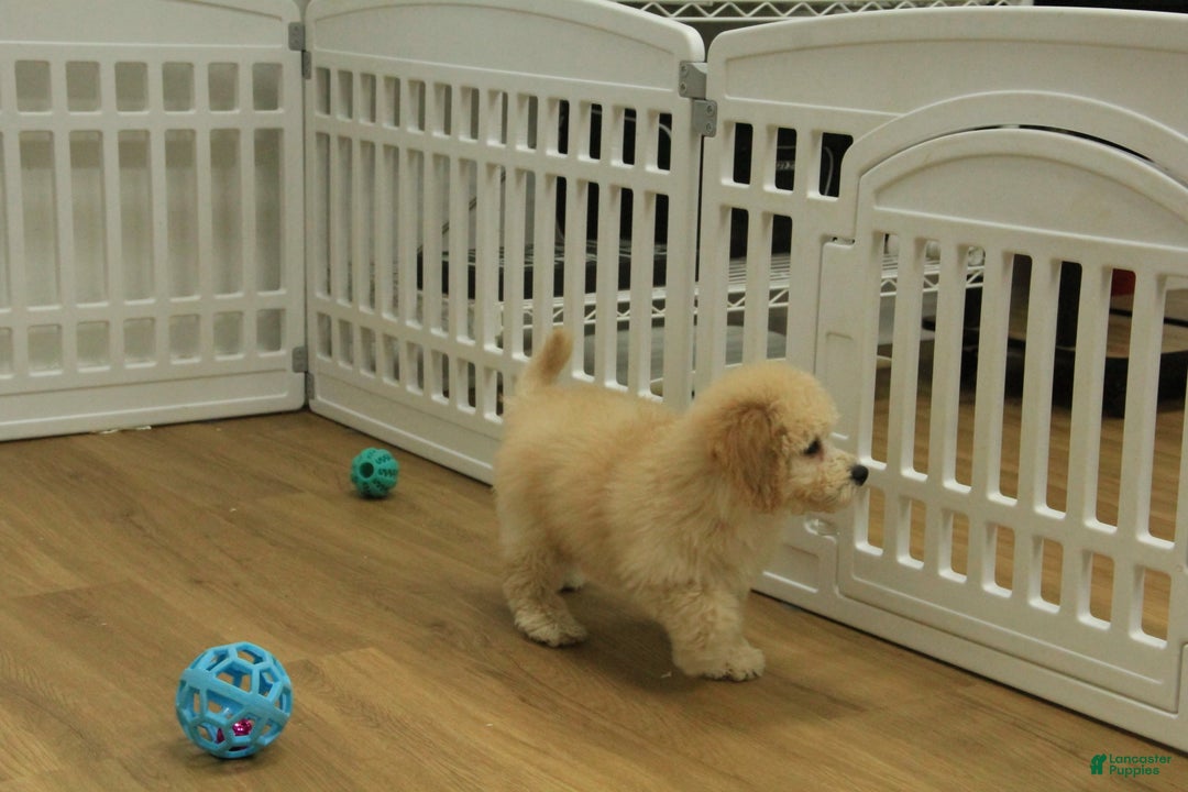 Bichpoo dogs for sale: Remi - Ad 4