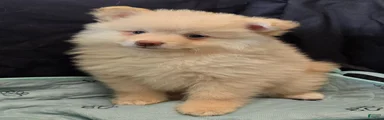 Toy cream