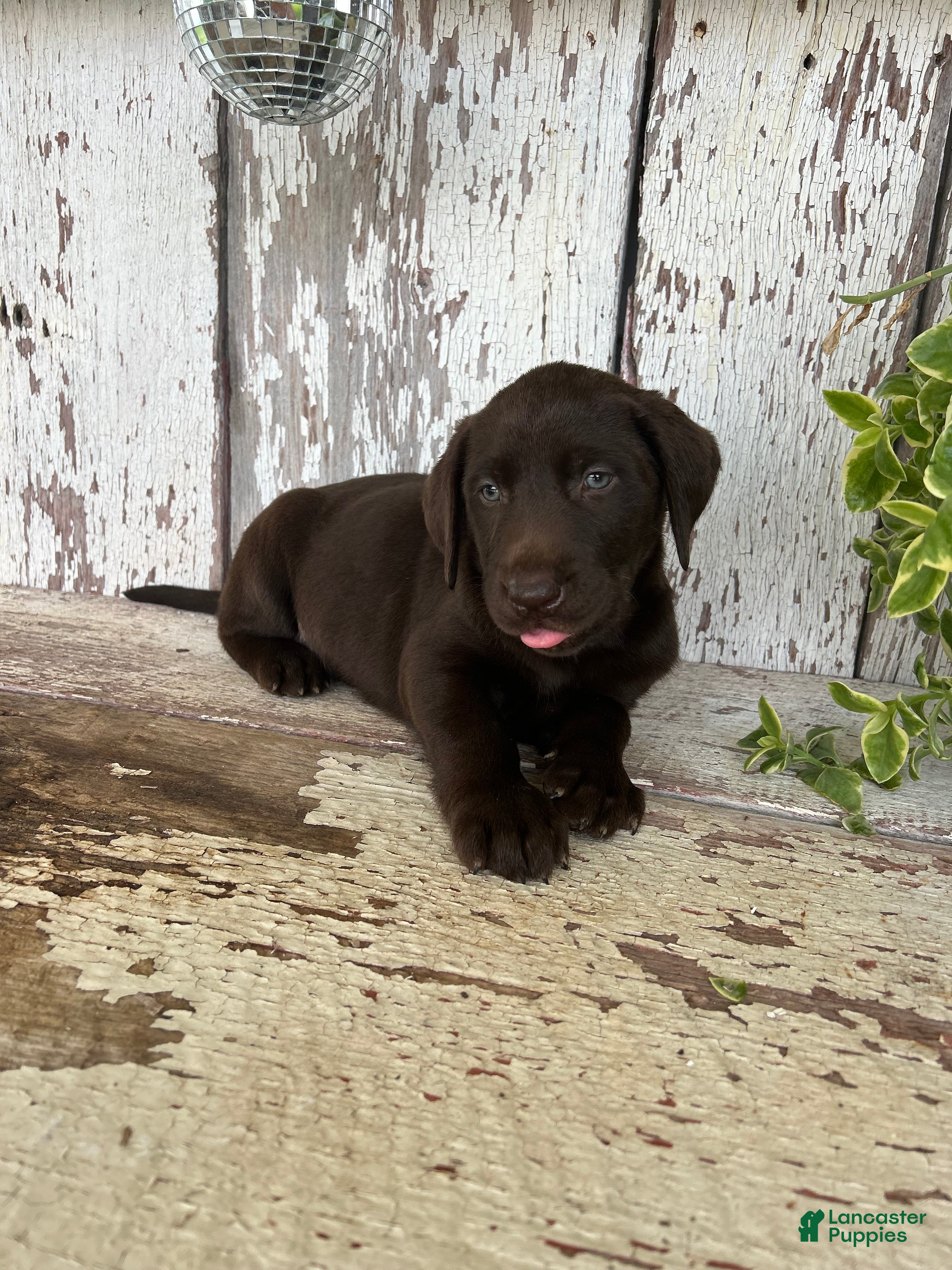 Labrador Retriever dogs Sara  - Ad 2