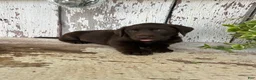 Labrador Retriever dogs for sale: Sara  - Ad 2