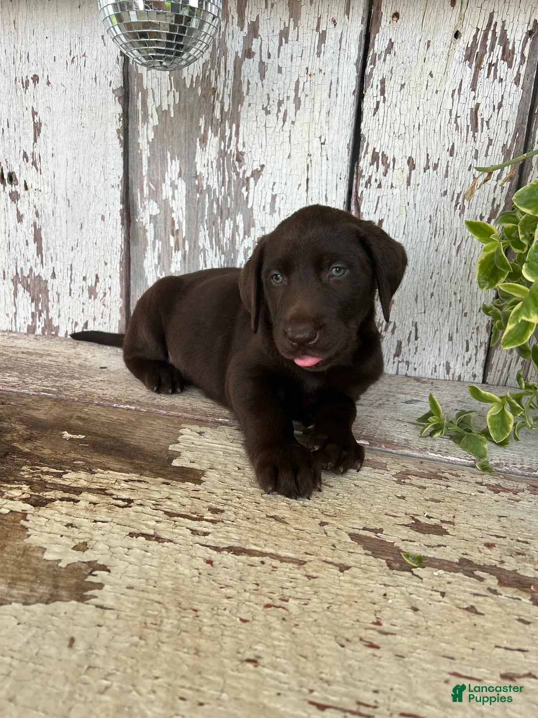 Labrador Retriever dogs for sale: Sara  - Ad 2