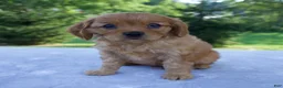 Mixed Breed dogs for sale: Remington - Ad 7