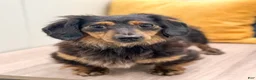 Miniature Dachshund dogs for sale: Jill - Ad 6