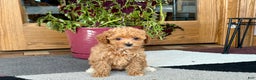 Maltipoo dogs for sale: Maltipoo Puppy 1 female  - Ad 3