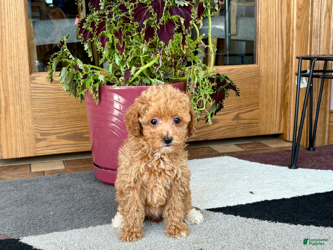 Maltipoo dogs for sale: Maltipoo Puppy 1 female  - Ad 3