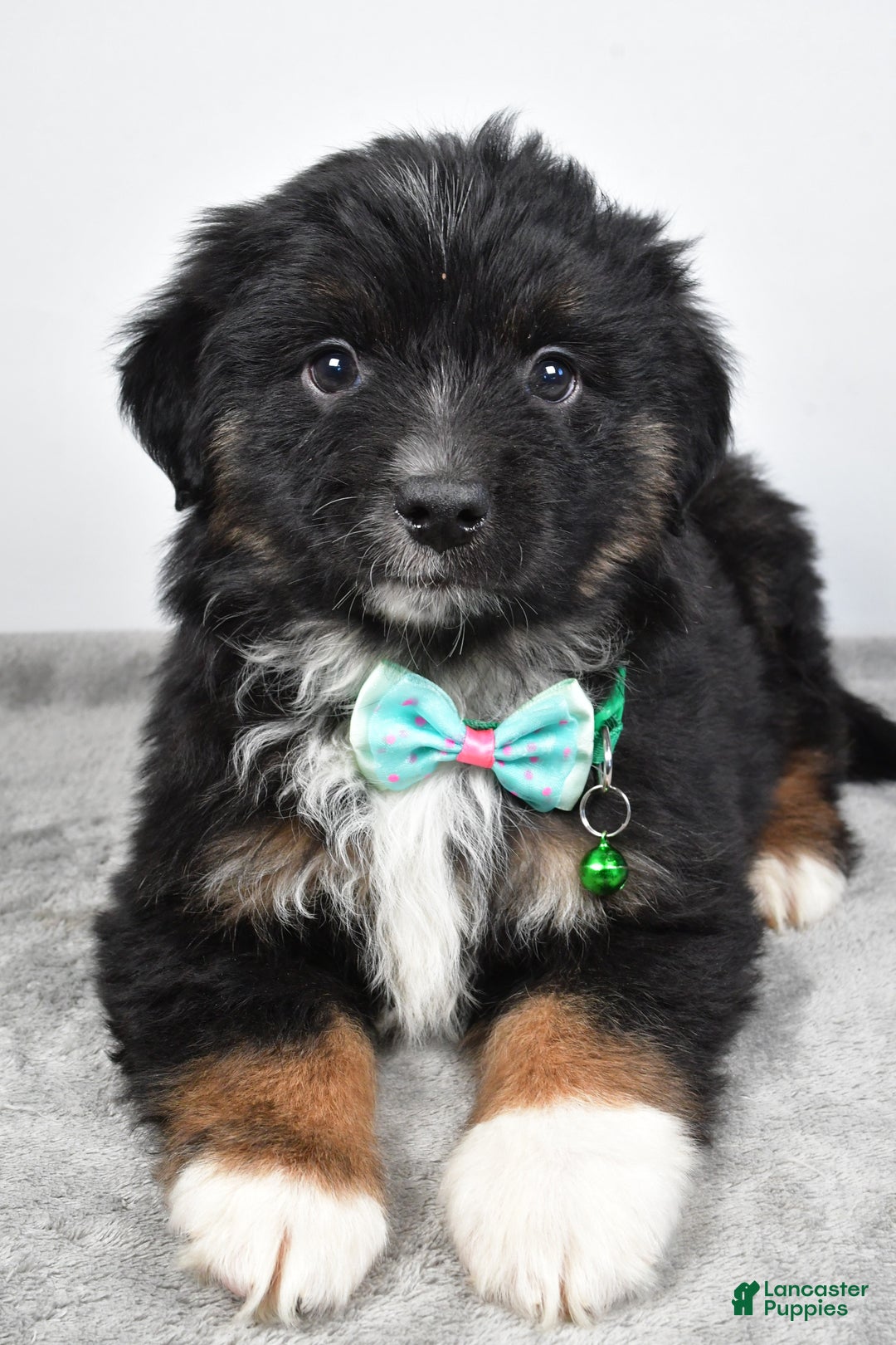 Miniature Australian Shepherd dogs for sale: Walter - Ad 8