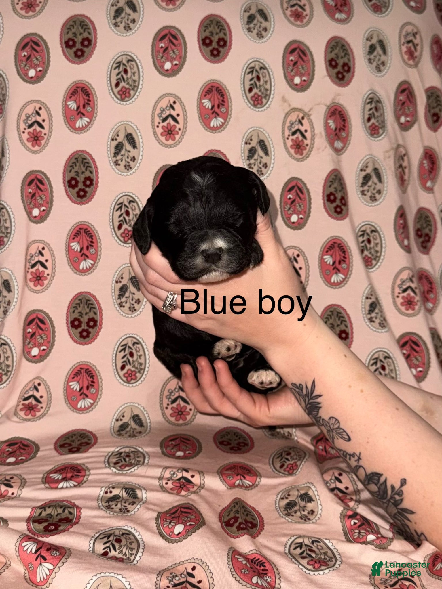 Mixed Breed dogs Blue collar boy  - Ad 27