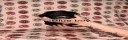 Mixed Breed dogs for sale: Blue collar boy  - Ad 1