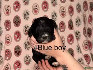 Mixed Breed dogs Blue collar boy - Ad 27