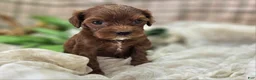 Cockapoo dogs for sale: Emily - Ad 20