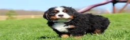 Bernese Mountain Dog dogs for sale: Crooked Jim - Ad 10