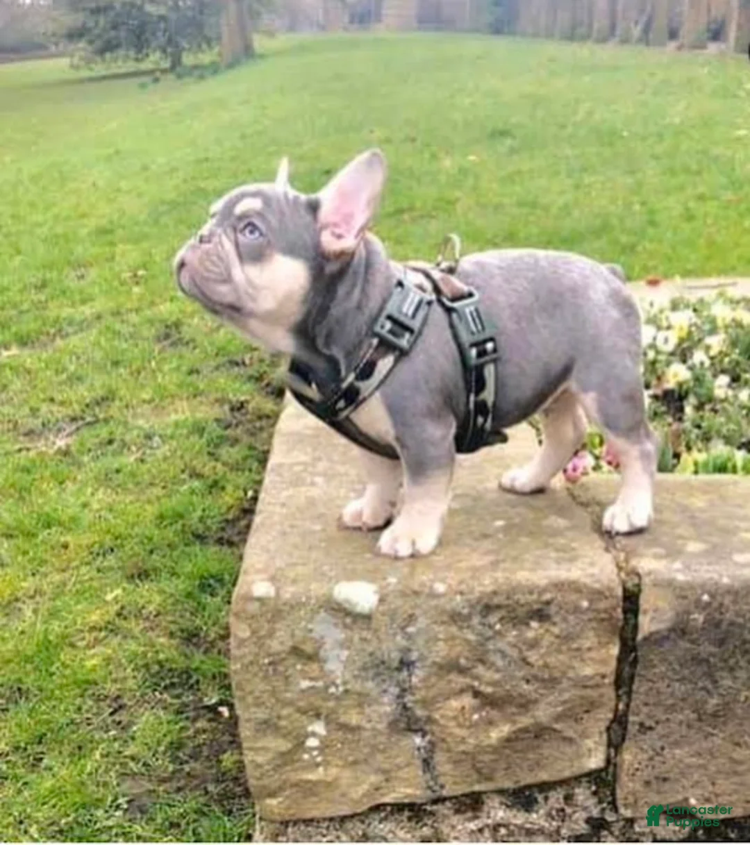 French Bulldog dogs for sale: Camile - Ad 2