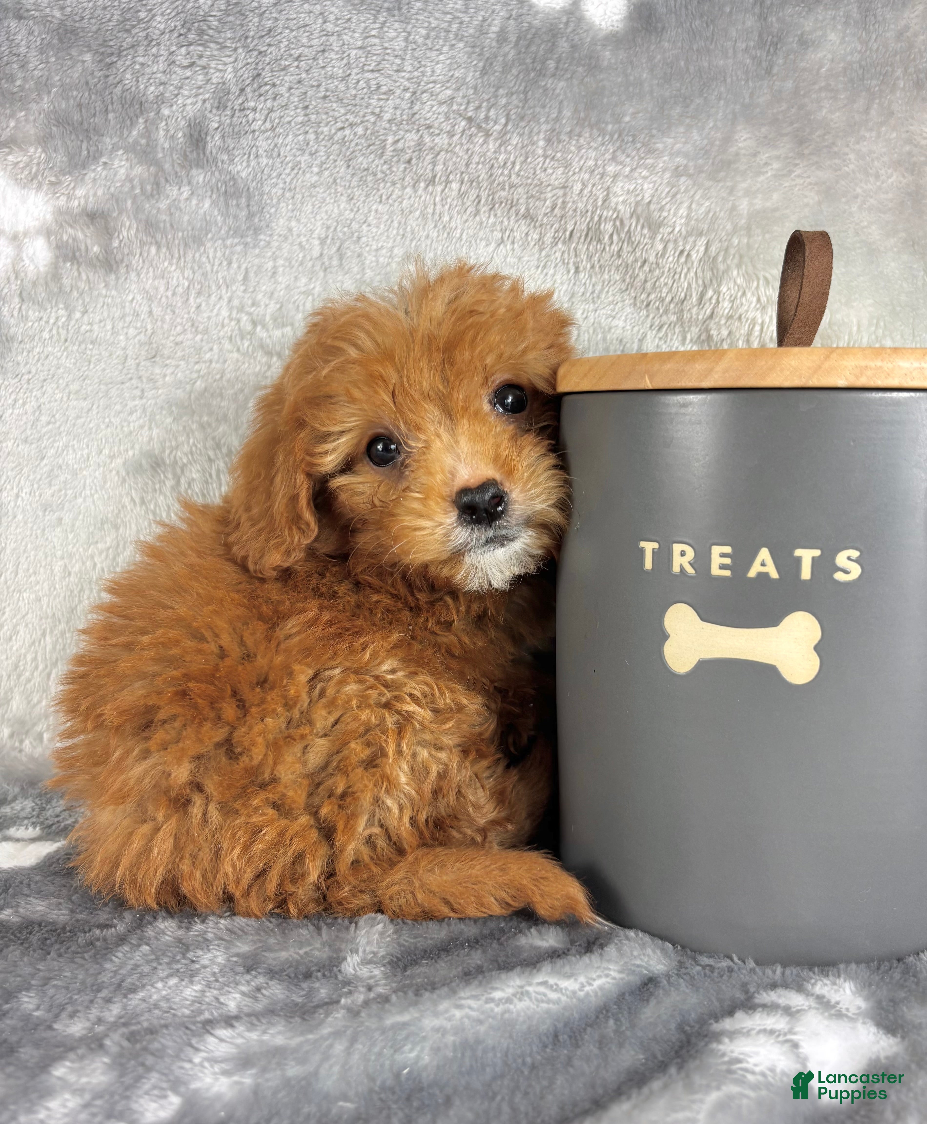 Mini Goldendoodle dogs for sale: Mini Goldendoodle Puppy 1 - Ad 3