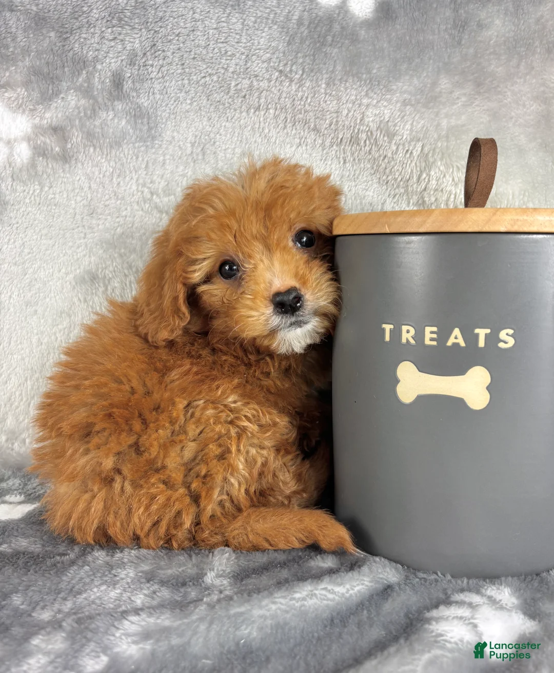 Mini Goldendoodle dogs for sale: Mini Goldendoodle Puppy 1 - Ad 1