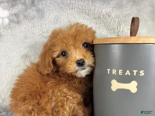 Mini Goldendoodle dogs for sale: Mini Goldendoodle Puppy 1 - Ad 3