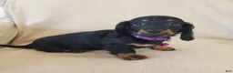 Miniature Dachshund dogs for sale: ROSIE - Ad 7