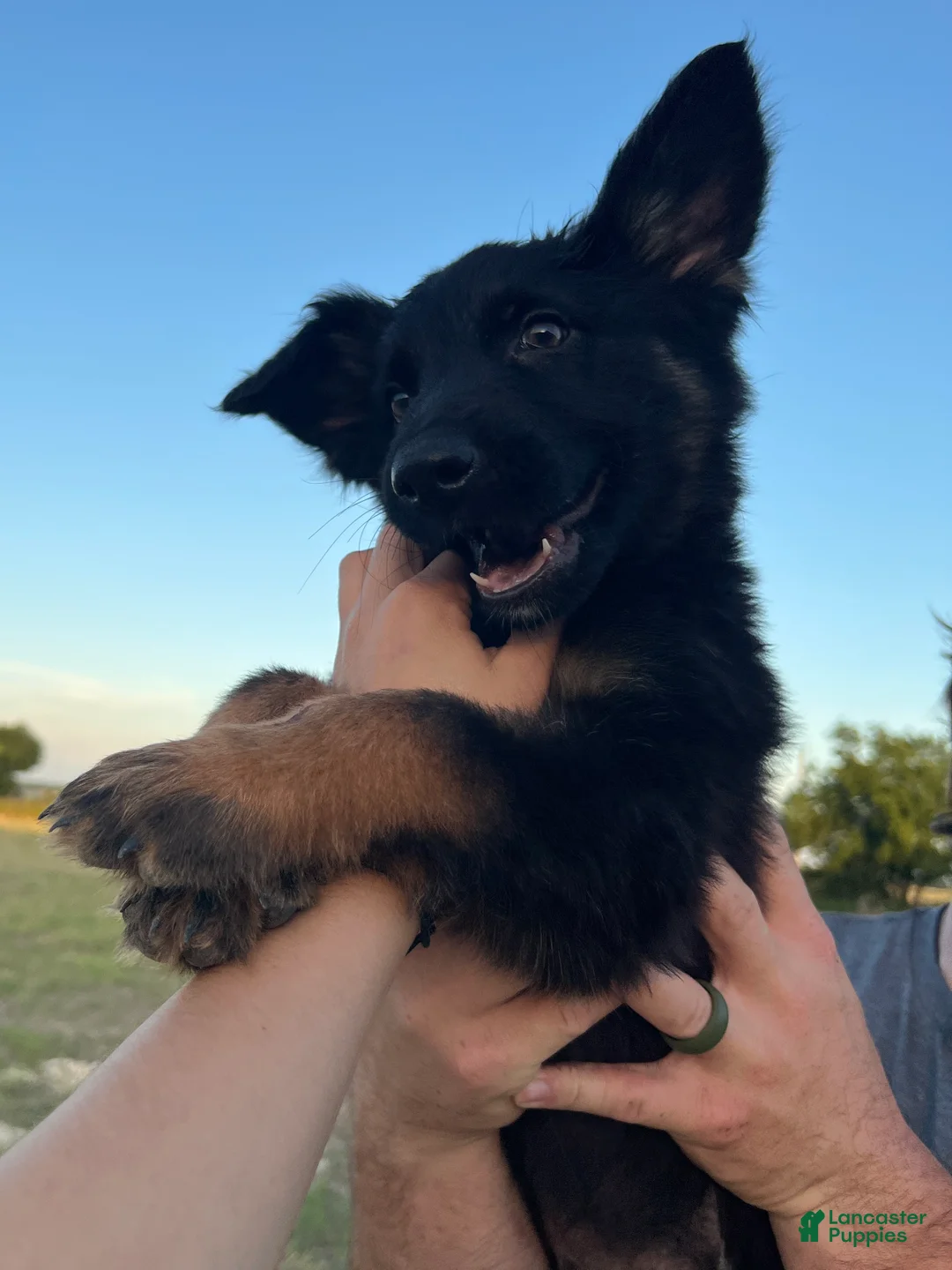 German Shepherd dogs for sale: Gonzo - Ad 1