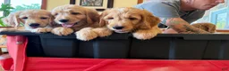 Goldendoodle dogs for sale: Orange Collar Boy - Ad 5