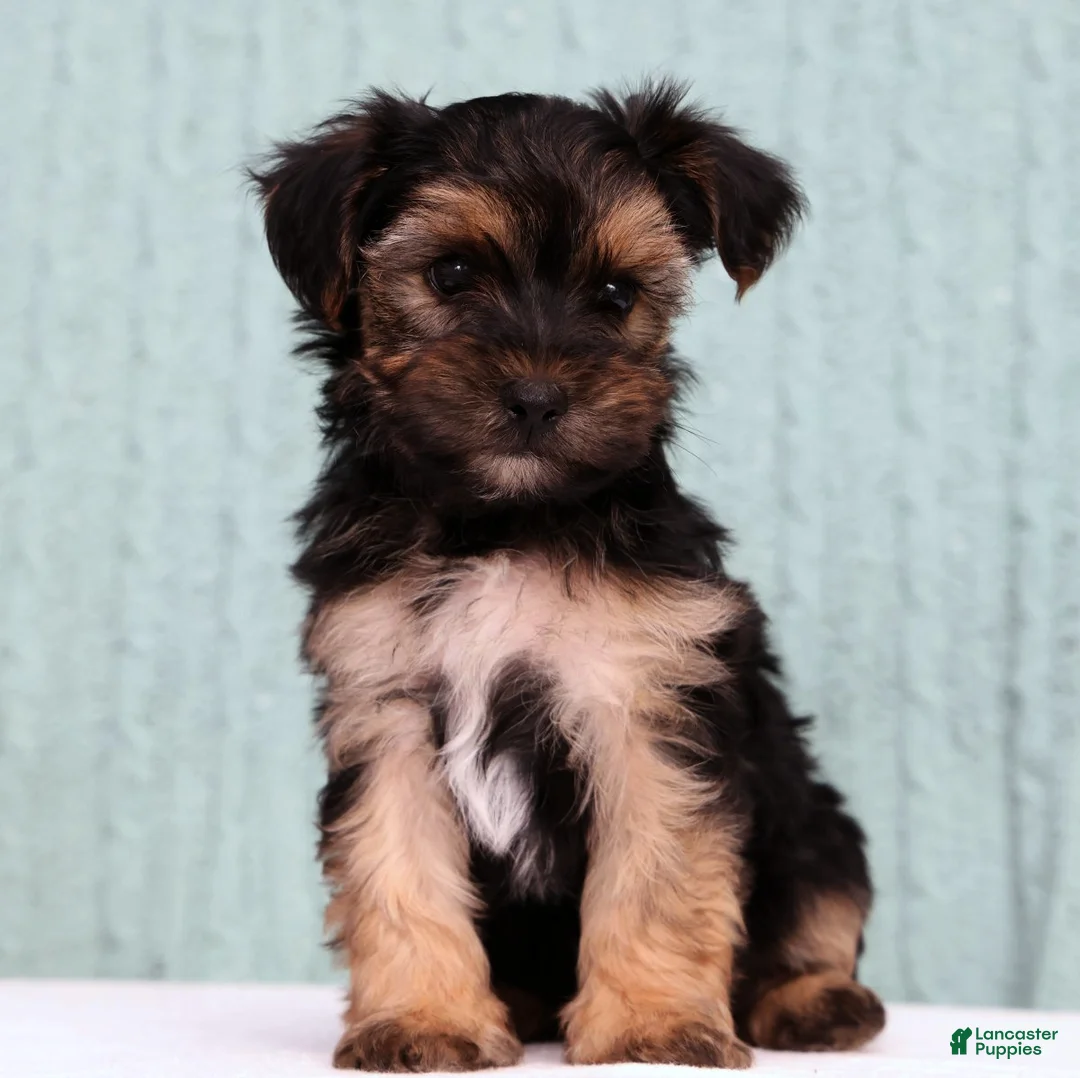 Yorkiepoo dogs for sale: Bingo - Ad 1