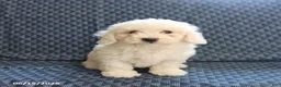 Bichon Frise dogs for sale: Bobby - Ad 2