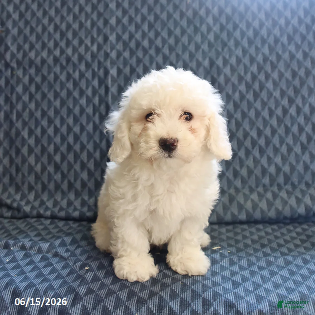 Bichon Frise dogs for sale: Bobby - Ad 2