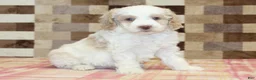 Mini Bernedoodle dogs for sale: Casey - Ad 4