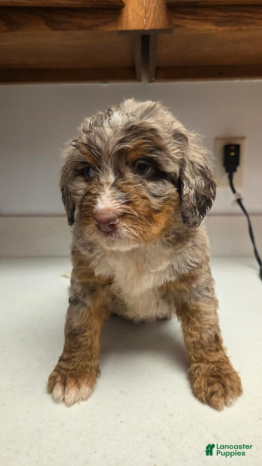 Bernedoodle dogs for sale: Bernedoodle Puppy 2 - Ad 2
