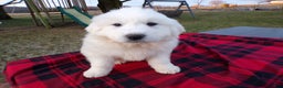Great Pyrenees dogs for sale: Great Pyrenees Puppy 3 King - Ad 3