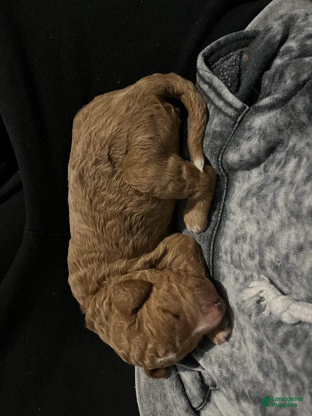 Goldendoodle dogs for sale: Goldendoodle Puppy 3 - Ad 2