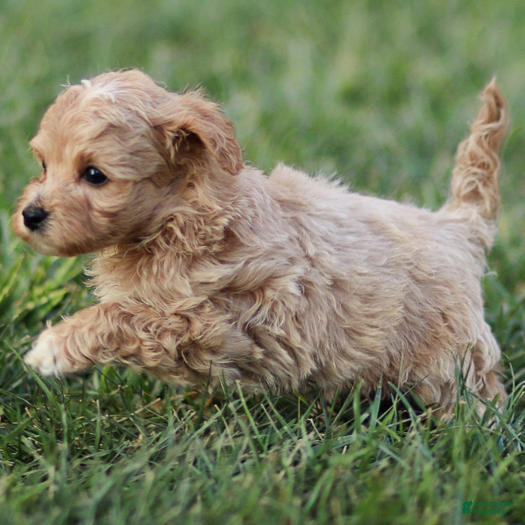 Maltipoo dogs for sale: Truffle - Ad 3