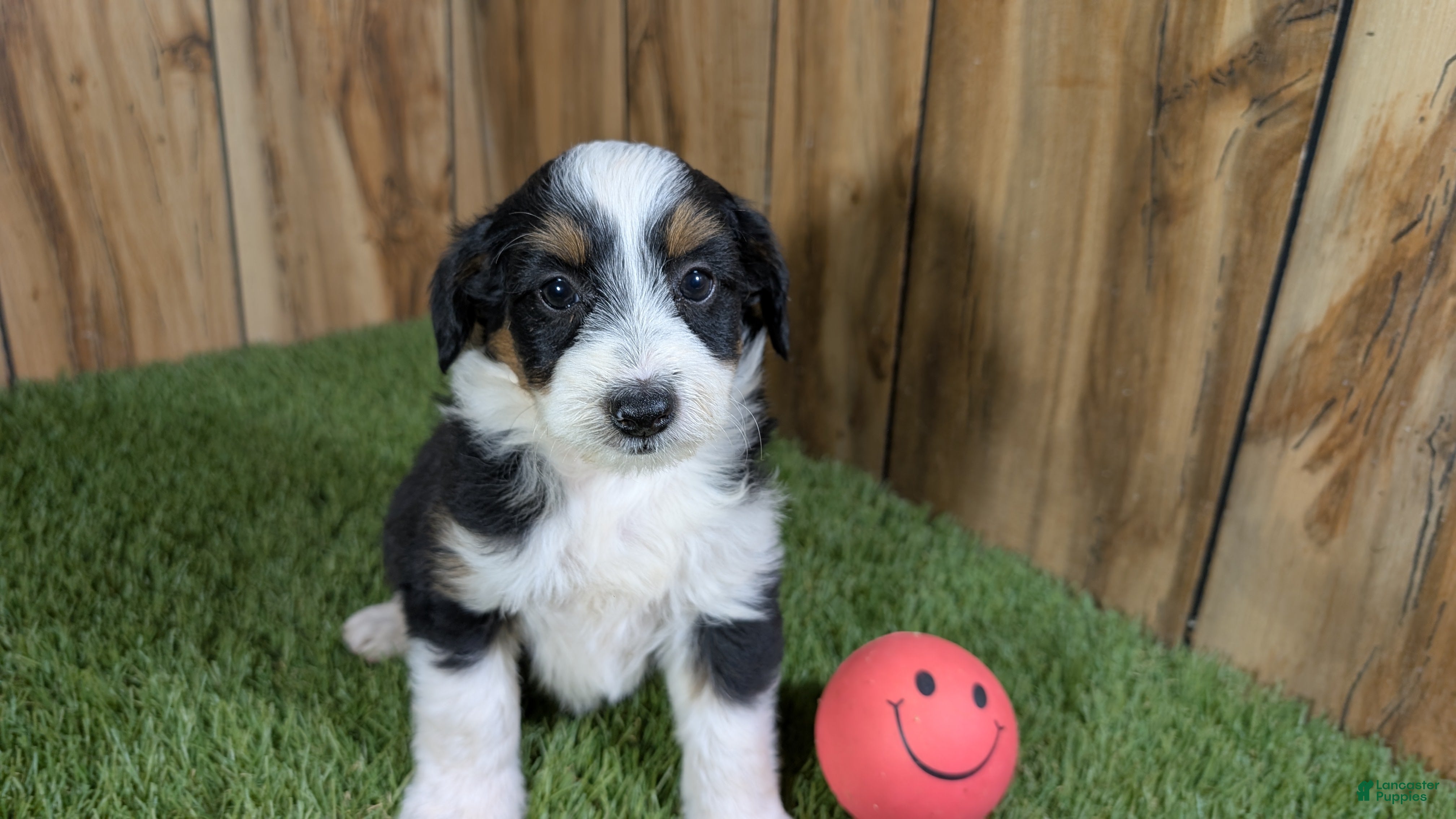 Mini Aussiedoodle dogs Sunset Girl 3 - Ad 36