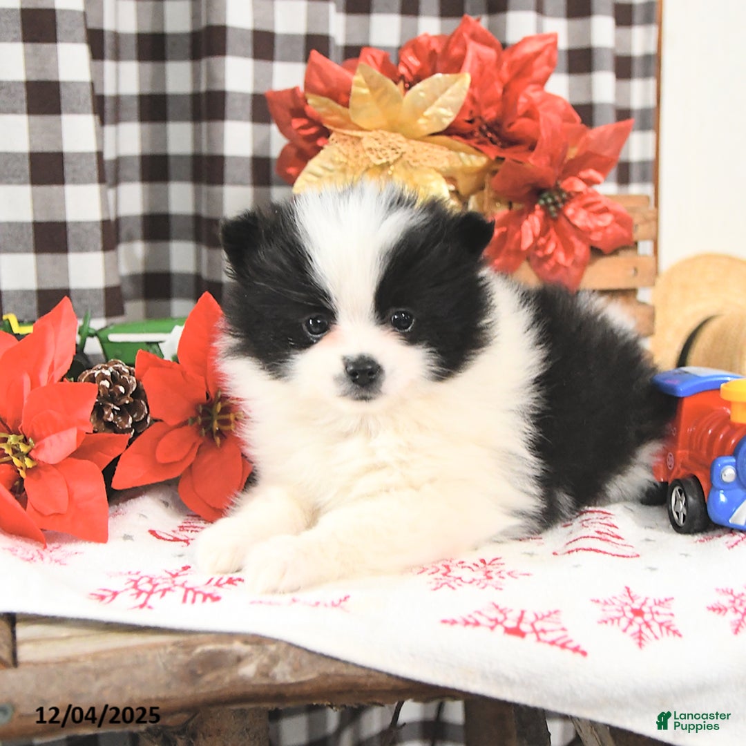 Pomeranian dogs for sale: Love  - Ad 3