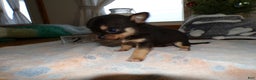 Chihuahua dogs for sale: Chihuahua Puppy 1 Sheila - Ad 3
