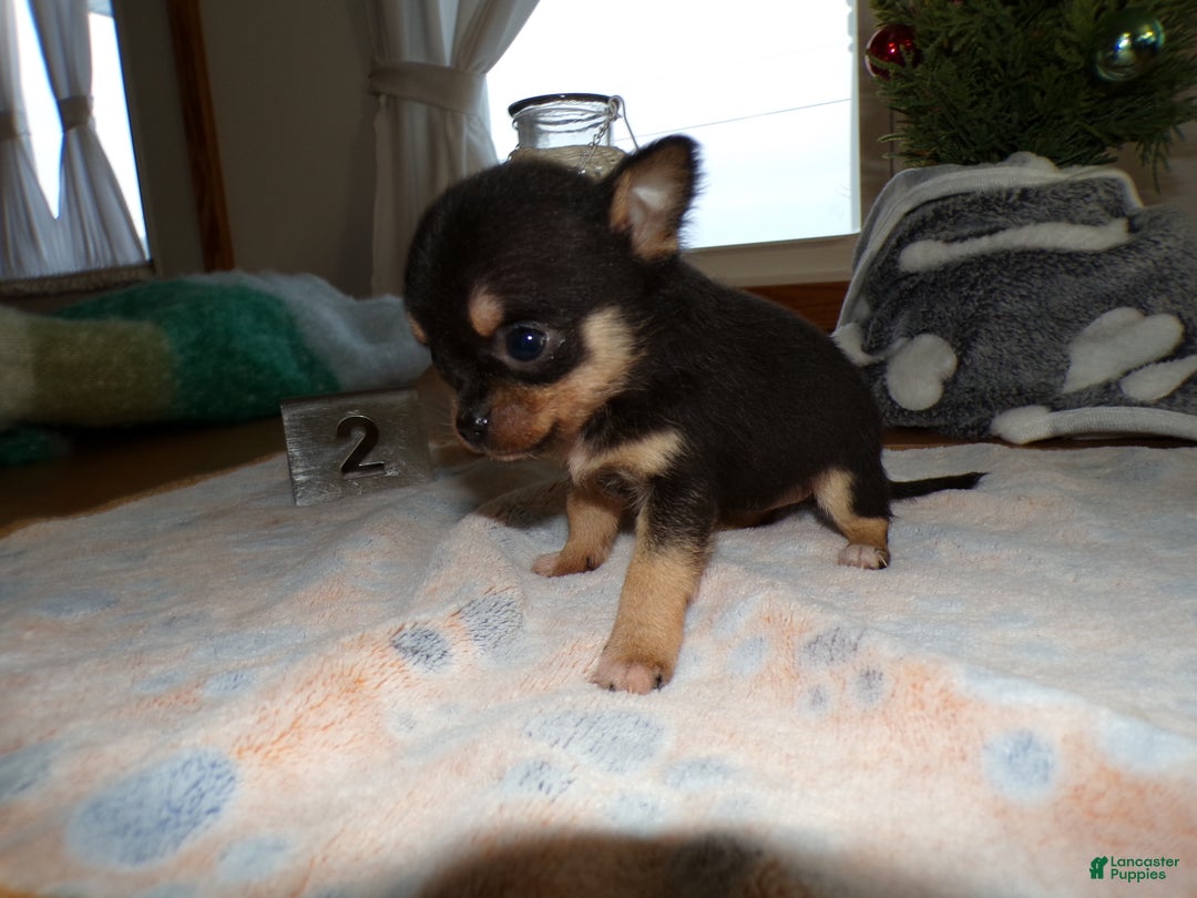 Chihuahua dogs for sale: Chihuahua Puppy 1 Sheila - Ad 3