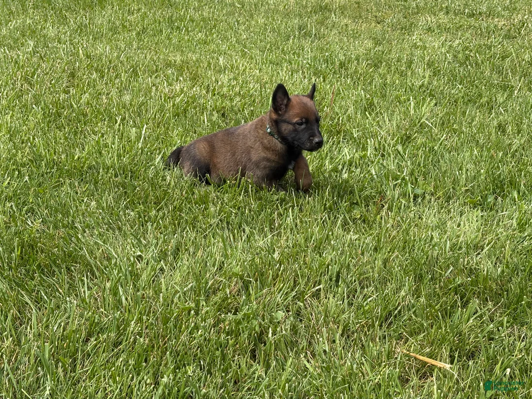 Belgian Malinois dogs for sale: Montgomery - Ad 2