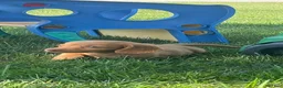 Miniature Dachshund dogs for sale: Toby - Ad 9