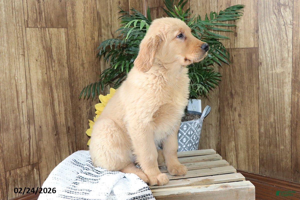 Golden Retriever dogs Leah - Ad 2