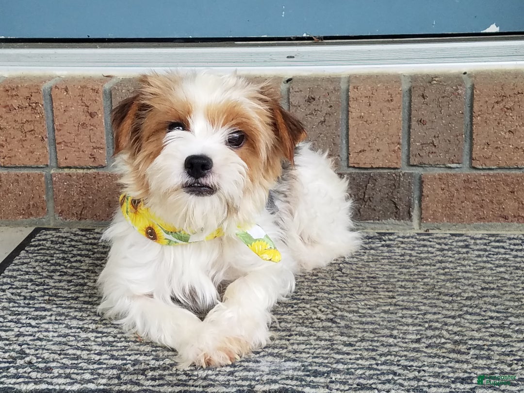 Yorkshire Terrier dogs for sale: Mason - Ad 13