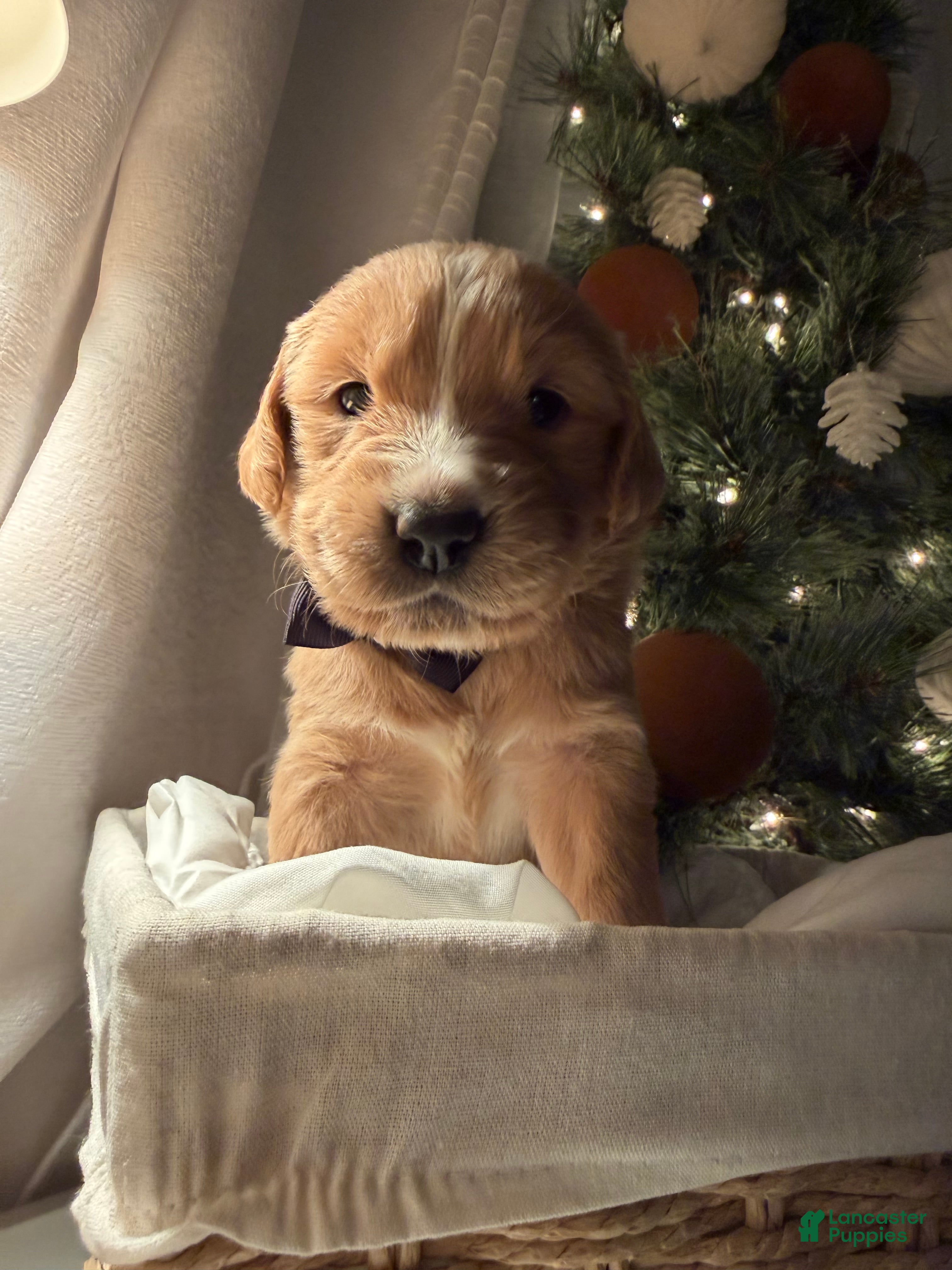 Golden Retriever dogs Ted - Ad 15