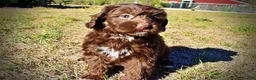 Havapoo dogs for sale: Precious - Ad 25