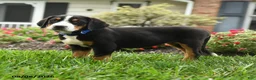 Greater Swiss Mountain Dog dogs for sale: Trigger - Ad 3