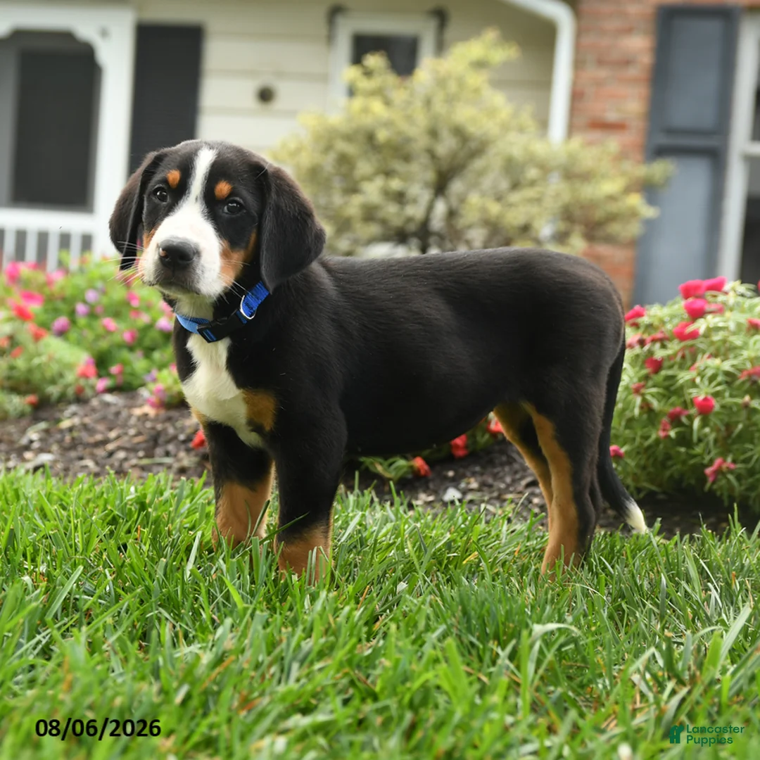 Greater Swiss Mountain Dog dogs for sale: Trigger - Ad 3