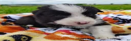 Border Collie dogs for sale: Piper - Ad 26