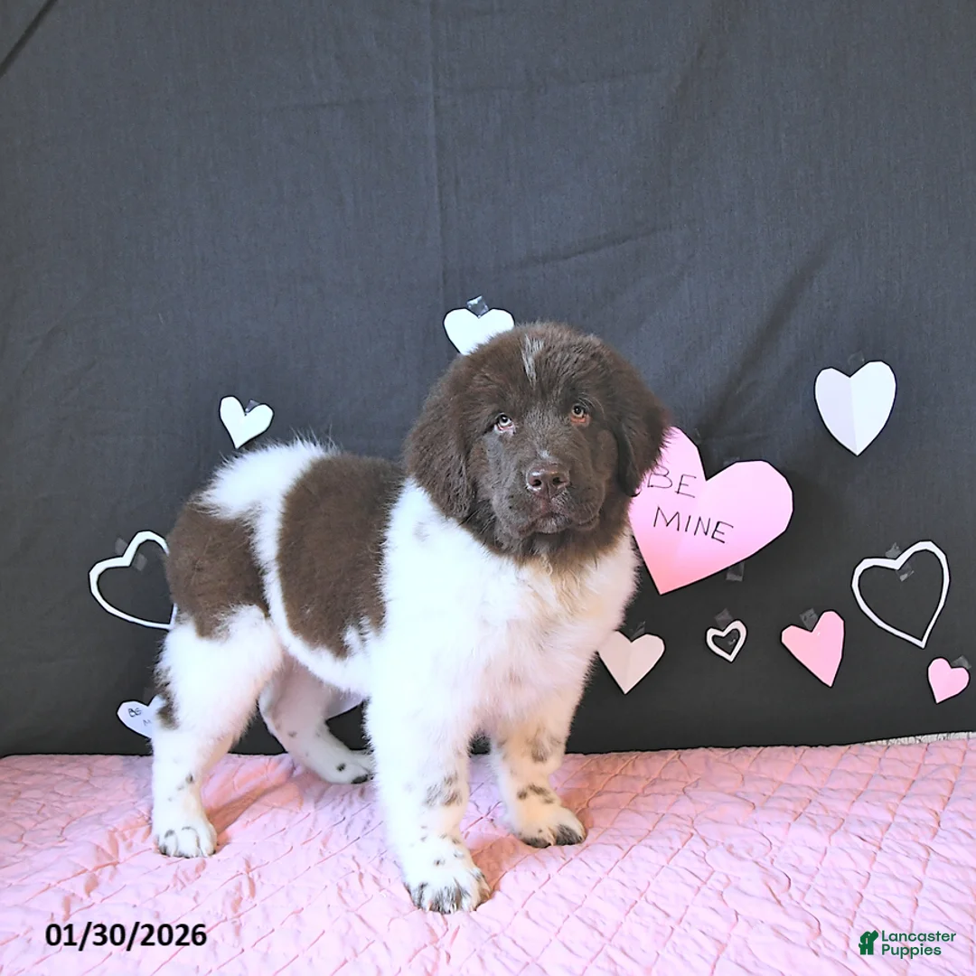 Newfoundland dogs for sale: Gunner  - Ad 2