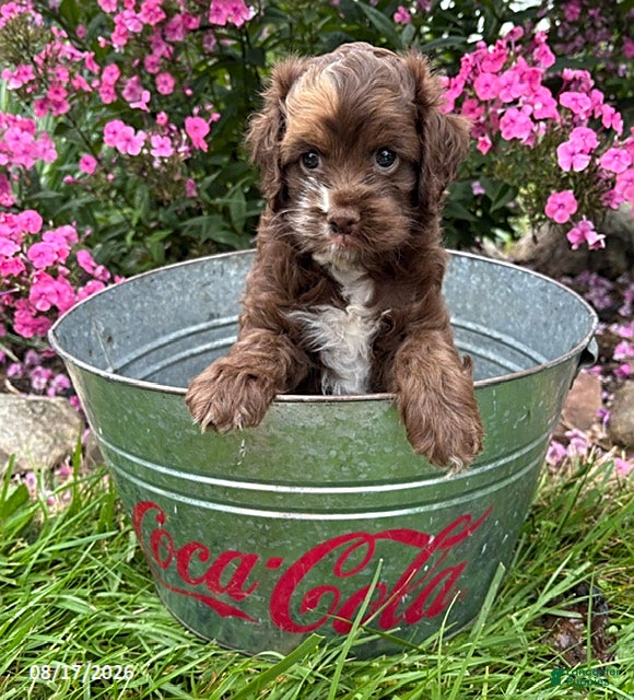 Cockapoo dogs Duke - Ad 2